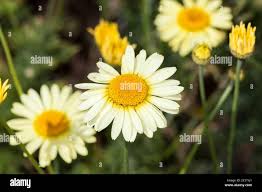 Attēlu rezultāti vaicājumam “Anthemis tinctoria”