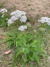 Image result for Achillea millefolium