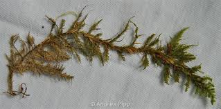 Attēlu rezultāti vaicājumam “Neckera”