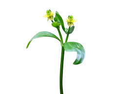 Attēlu rezultāti vaicājumam “Ranunculus sceleratus flower”