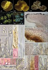 Attēlu rezultāti vaicājumam “Athelia pyriformis”