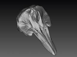 Image result for Leucopleurus acutus