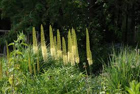 Image result for Steppenkerze