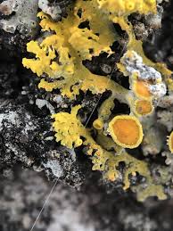 Attēlu rezultāti vaicājumam “Xanthoria fulva”