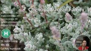 Attēlu rezultāti vaicājumam “Chenopodiaceae”
