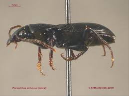 Attēlu rezultāti vaicājumam “Pterostichus sp.”