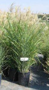 Image result for Miscanthus sinensis Zebrina