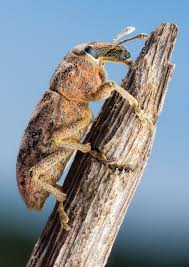 Attēlu rezultāti vaicājumam “Cleonis pigra”