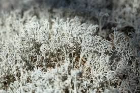 Attēlu rezultāti vaicājumam “Cladonia stellaris”