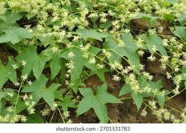 Attēlu rezultāti vaicājumam “Echinocystis lobata leaf”