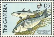 Image result for Pseudomyxus capensis