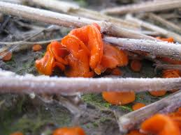 Attēlu rezultāti vaicājumam “Melastiza chateri”