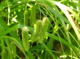 Attēlu rezultāti vaicājumam “Carex pseudocyperus male flower”