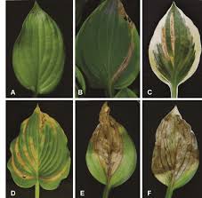 Attēlu rezultāti vaicājumam “Hosta sp. leaf”