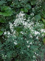 Attēlu rezultāti vaicājumam “Galium schultesii fruit”