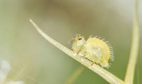 Attēlu rezultāti vaicājumam “Symphypleona”