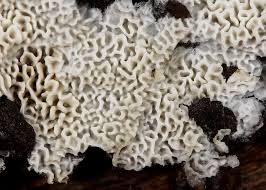 Attēlu rezultāti vaicājumam “Ceriporia”