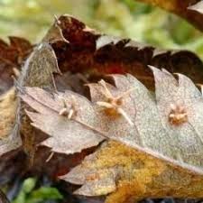 Attēlu rezultāti vaicājumam “Gymnosporangium cornutum”