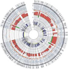 Attēlu rezultāti vaicājumam “Calypogeia azurea cells”