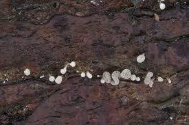 Attēlu rezultāti vaicājumam “Phleogena faginea young”