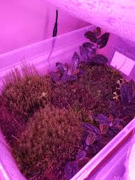 Attēlu rezultāti vaicājumam “Jungermannia hyalina”