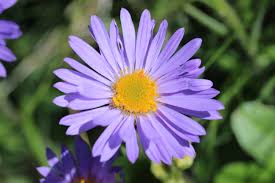 Image result for Aster amellus