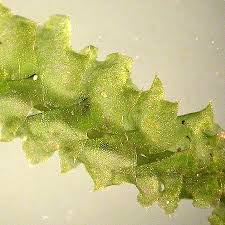 Attēlu rezultāti vaicājumam “Barbilophozia lycopodioides”