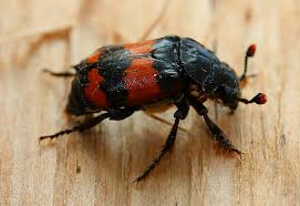 Attēlu rezultāti vaicājumam “Nicrophorus investigator”