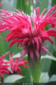 Attēlu rezultāti vaicājumam “Diderma roanense stalked”