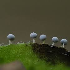 Attēlu rezultāti vaicājumam “Didymium squamulosum spores”