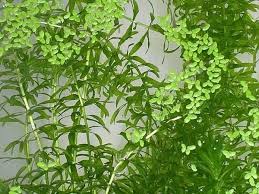 「水蘊草」的圖片搜尋結果