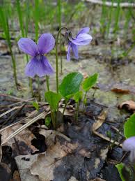 Attēlu rezultāti vaicājumam “Viola uliginosa flower”