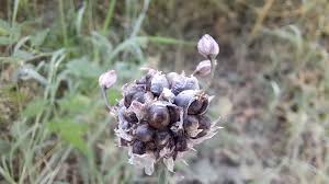 Attēlu rezultāti vaicājumam “Allium scorodoprasum bud”