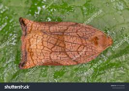 Attēlu rezultāti vaicājumam “Archips podana”