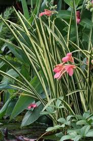 Image result for Acorus calamus