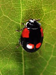 Attēlu rezultāti vaicājumam “Adalia bipunctata imago”