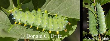 Attēlu rezultāti vaicājumam “Phylloneta cocoon”