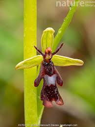 Attēlu rezultāti vaicājumam “Ophrys insectifera flower”