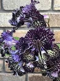 Image result for Streptocarpus