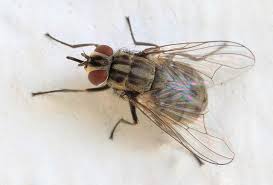 Attēlu rezultāti vaicājumam “Muscidae”