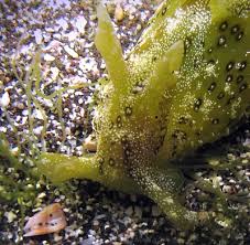 Attēlu rezultāti vaicājumam “Enteromorpha sp.”