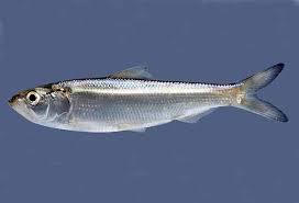 Image result for Alosa aestivalis