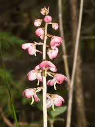 Attēlu rezultāti vaicājumam “Pyrolaceae”