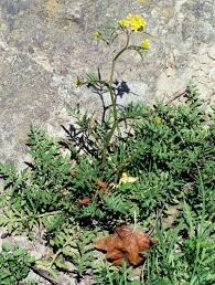 Attēlu rezultāti vaicājumam “Rorippa sylvestris leaf”