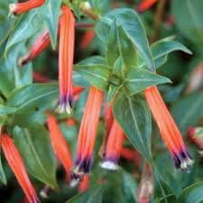 Image result for Cuphea ignea