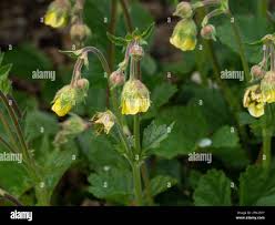 Attēlu rezultāti vaicājumam “Geum x intermedium flower”