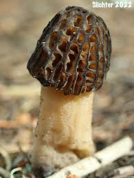 Attēlu rezultāti vaicājumam “Morchella sp.”