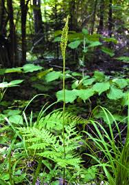 Attēlu rezultāti vaicājumam “Botrychium virginianum”