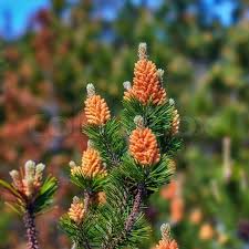 Attēlu rezultāti vaicājumam “Pinus sylvestris male flower”