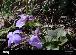 Attēlu rezultāti vaicājumam “Viola rupestris”